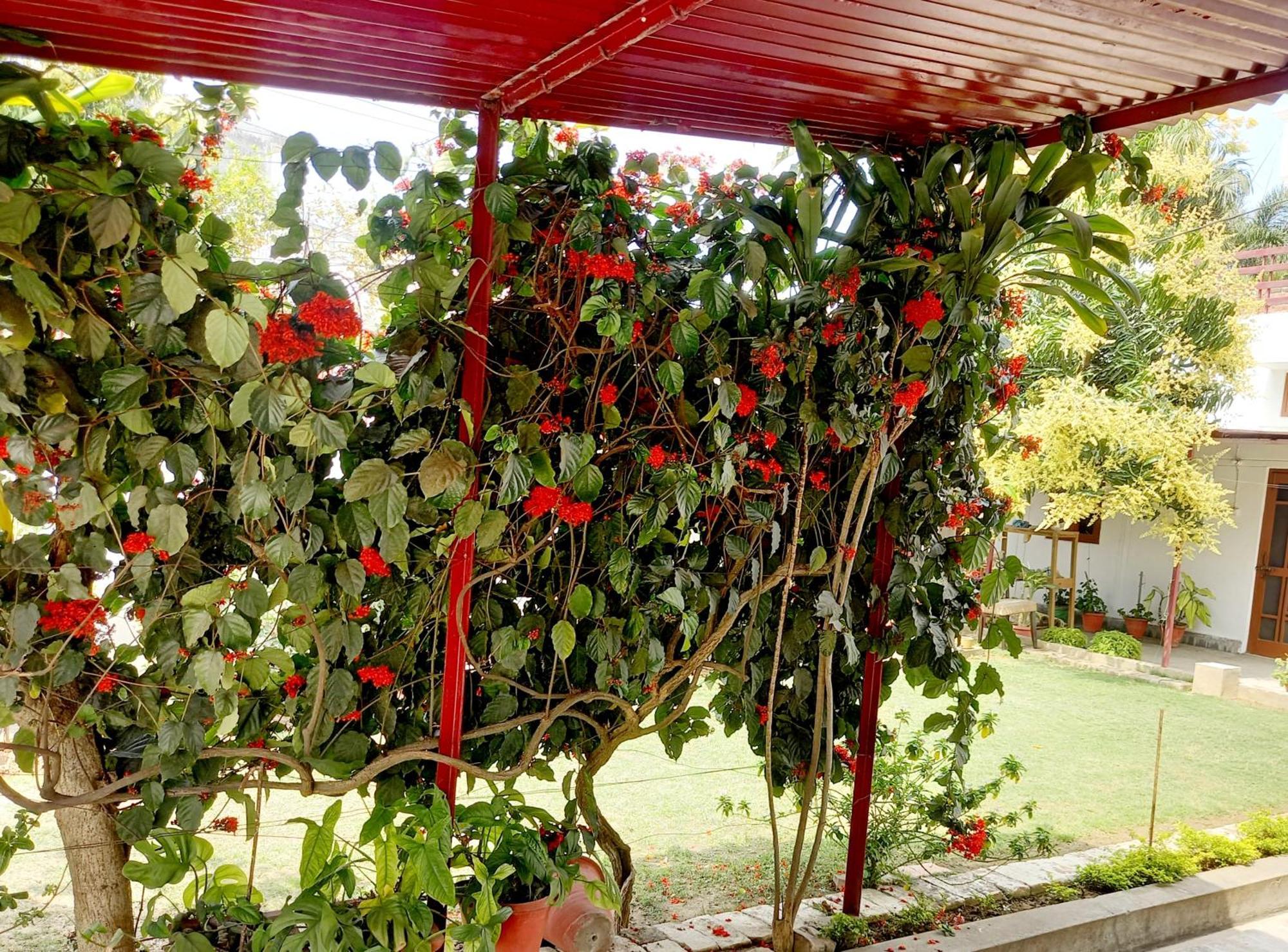 Bed and Breakfast Garden View Residency Lakhnaú Exteriér fotografie